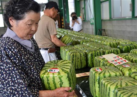 日本香川县特产方形西瓜开始上市