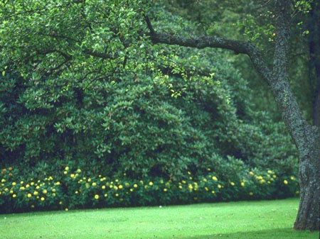 日本绿化周 全民总动员参加植树