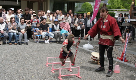 神社庙会时 耍猴表演观众捧场多