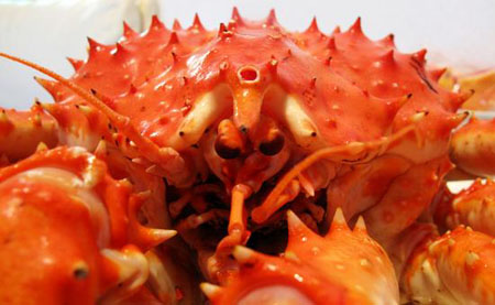螃蟹王国 北海道的大螃蟹