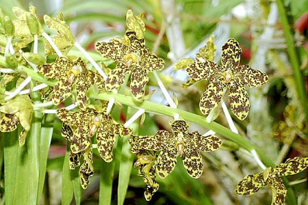 鸟取县世界最大兰花 种植5年首次开花