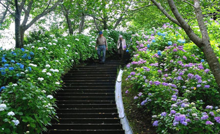 山宫崎县都城市之口町绣球花公园