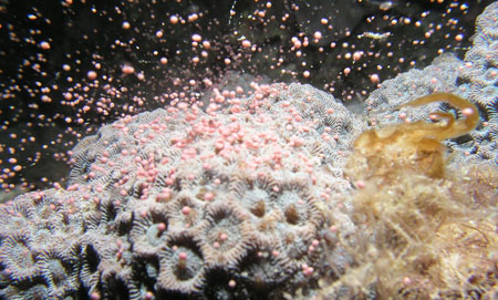 奄美大岛海域迎来珊瑚产卵旺季 产卵期较去年延迟了20天