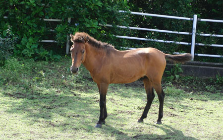 日本最西边的风情  冲绳县与那国岛