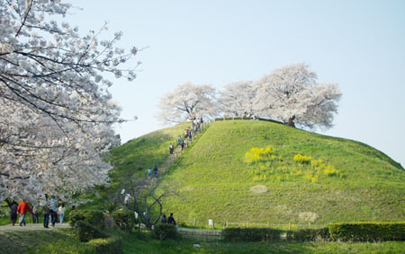 日本最大的圆形古墓——丸墓山古坟