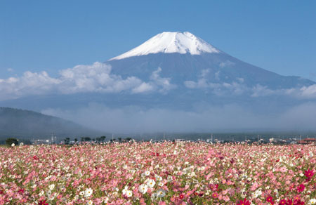 富士山卷土重来  携手镰仓共同申报2013年世界文化遗产