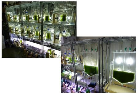 日本IHI等3家公司将合作开发藻类生物燃料技术