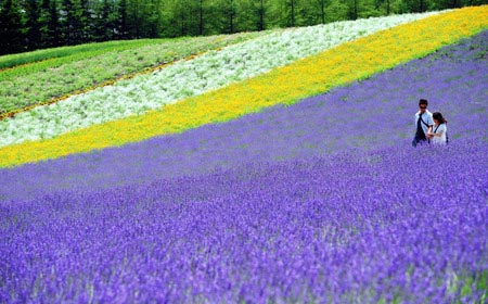 北海道薰衣草迎来赏花时节 《非诚勿扰》浪漫之旅