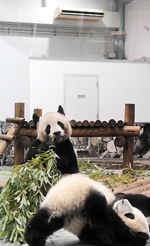 和歌山“冒险世界”采取措施节电 确保大熊猫渡过清凉夏季