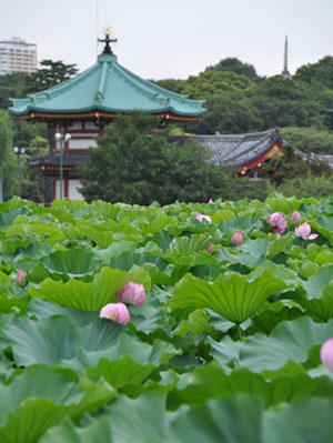 上野公园不忍池荷花即将进入全盛季节