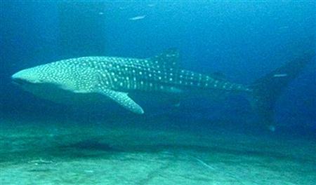 大阪“海游馆”将重新展示雌性鲸鲨