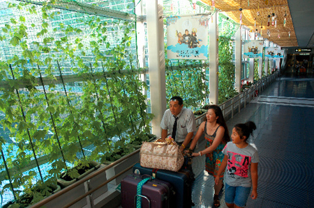 中部机场天然绿色屏障为旅客消暑