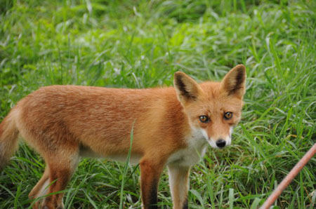 精灵可爱的小狐狸 在北海道北狐狸牧场