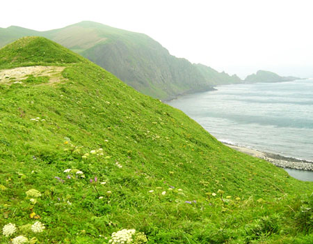 花之浮岛礼文岛既赏花也看大自然 日本通