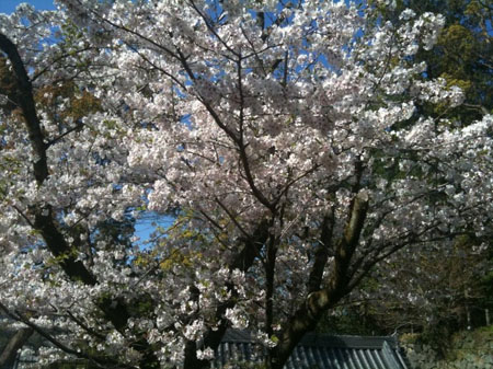 古城迹上樱花盛放---城山公园