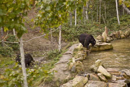 棕熊山是棕熊的家 在这里与棕熊近距离接触