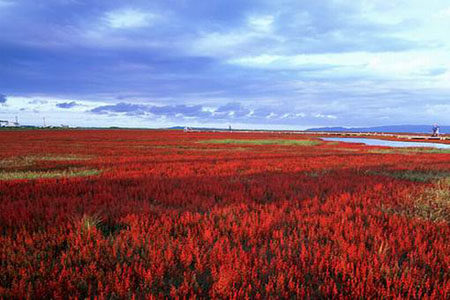 火红的珊瑚海 网走市能取湖畔
