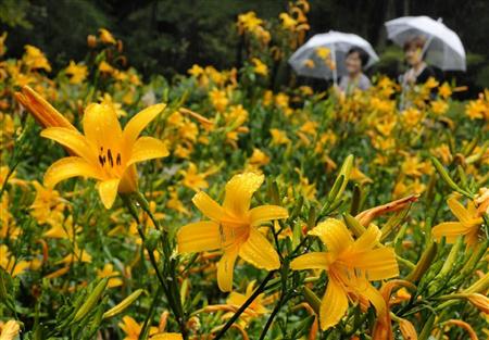 神户六甲高山植物园 北萱草正值观赏时节