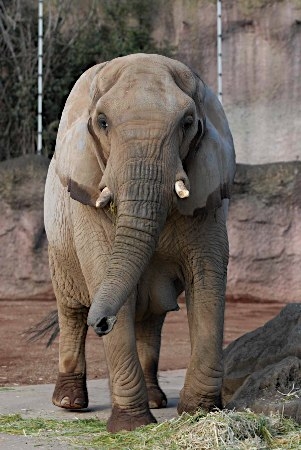 日本国内最高年龄非洲母象死去 享年46岁