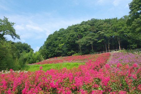 埼玉县秩父市缪斯公园 紫薇花迎来观光盛季