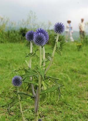 熊本县产山村糙毛蓝刺头迎来观赏盛季