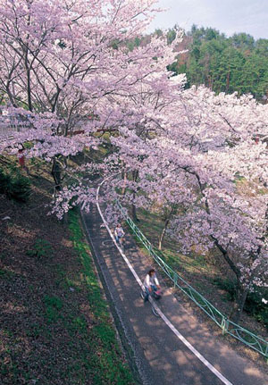 广岛赏樱的秘密之所  安芸高田市的土师水坝