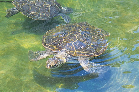 亲近大海了解海龟 日和佐海龟博物馆