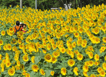 眷恋太阳温暖的金色花朵——日本向日葵之旅