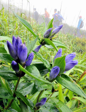 优雅的紫色 那须龙胆开花