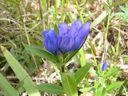 优雅的紫色 那须龙胆开花