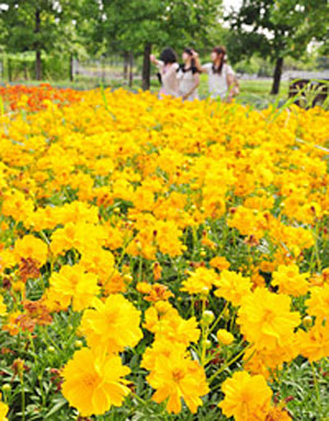 海津・木曾三川公园 鲜艳的黄色大波斯菊开花
