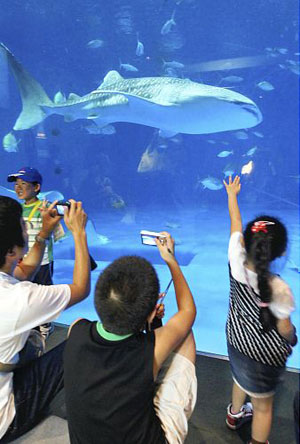 第6代鲸鲨“ユウユウ”入住鹿儿岛水族馆