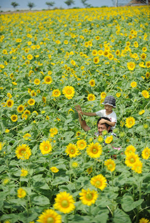 日本爱知县南知多町观光农园迎来向日葵的赏花时节