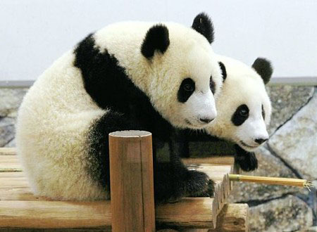和歌山双胞胎大熊猫迎来1岁生日 两熊猫性格迥异