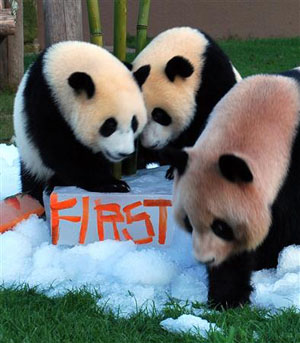 日本和歌山“冒险世界”为双胞胎大熊猫举行1岁生日聚会
