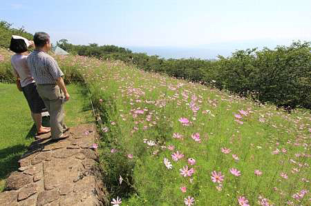 日本二宫町吾妻山公园迎来大波斯菊的赏花时节