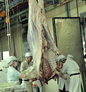 新潟县于今日起开始对县产肉用牛进行核检测