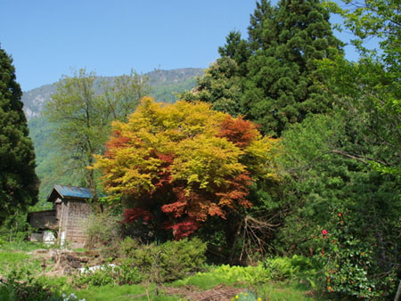 糸鱼川市