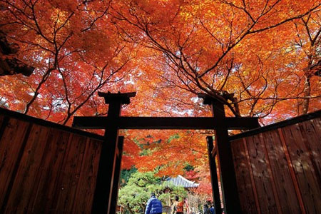 红叶名所 小仓山的二尊院