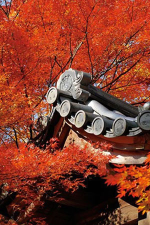 红叶名所 小仓山的二尊院