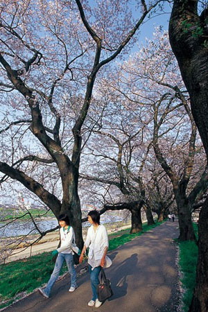 去足羽川畔野餐 享受烂漫春光