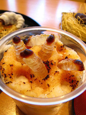 这货也能吃？日本的昆虫巧克力