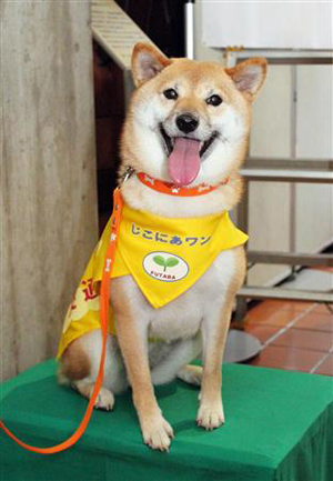 日本史上首只柴犬警犬成功完成首次任务