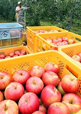 12号台风的逼近福岛 果农急忙抢收园中苹果