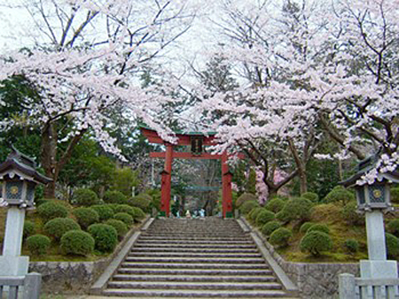 日本屈指可数的大神社之一弥彦神社 红叶菊花享有盛名