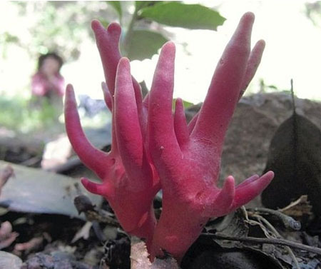 日本东海地区多处发现剧毒蘑菇火焰茸