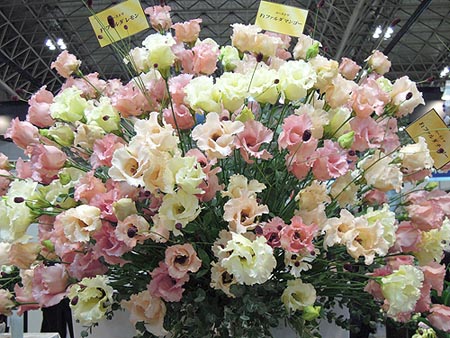 日本最大规模的花卉国际展览会开幕 1440家企业参展