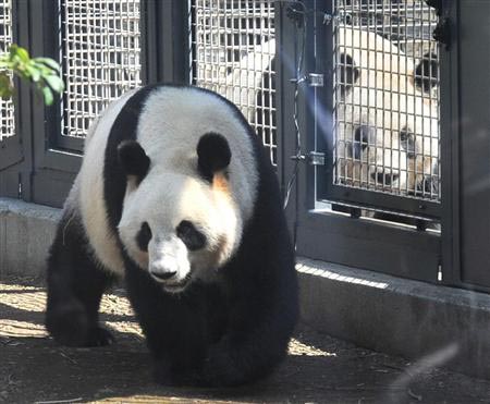 仙台八木山动物园考虑向中国租借大熊猫 藤村修表示期待