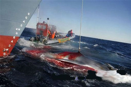 日本与荷兰外相举行会谈 就捕鲸相关问题交互意见