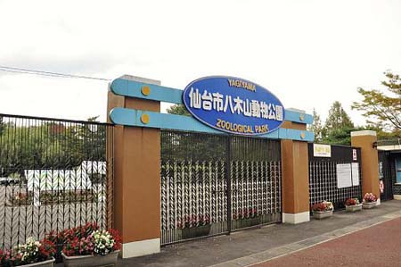 仙台市希望租借大熊猫 程永华大使表示将努力促成